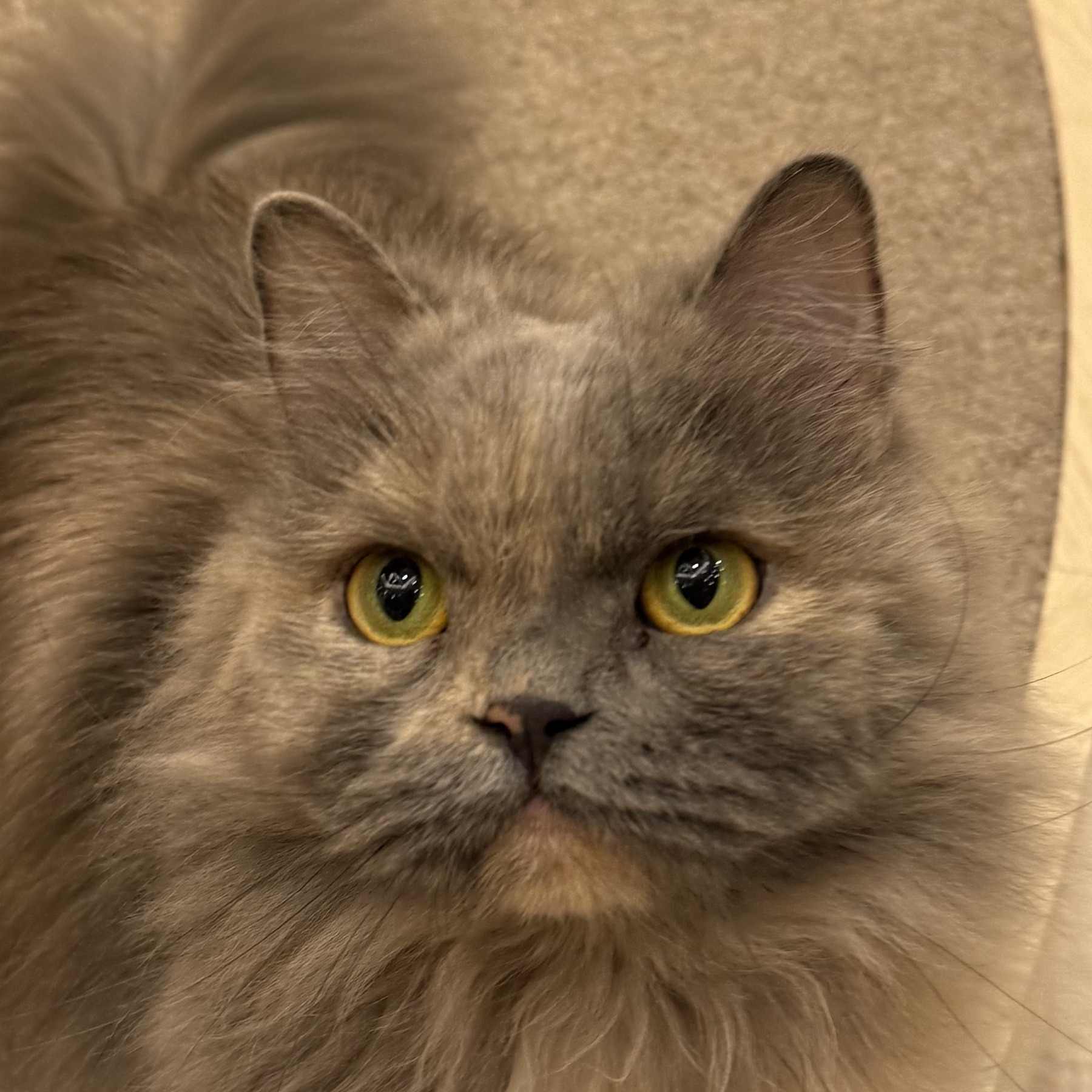 イオンモール筑紫野店 カウル